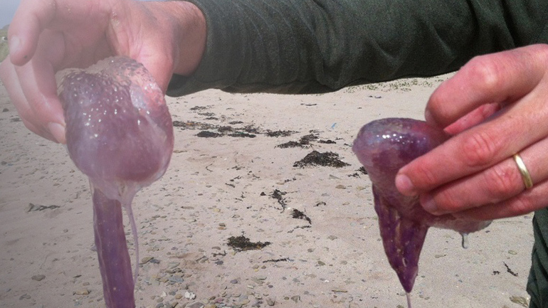 Κρήτη: Ασυνήθιστο είδος τσούχτρας εμφανίστηκε στις παραλίες