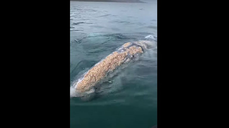 Φάλαινες πιάνουν φιλίες με οικογένεια που βγήκε βόλτα στα ανοιχτά της θάλασσας