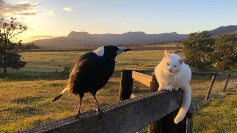 Η καρακάξα την είδε κόκορας