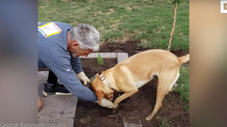 Σκύλος βοηθός στην κηπουρική