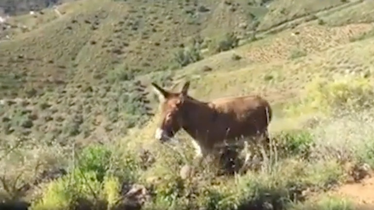 Γάιδαρος αναγνωρίζει τον φίλο του μετά από δύο μήνες