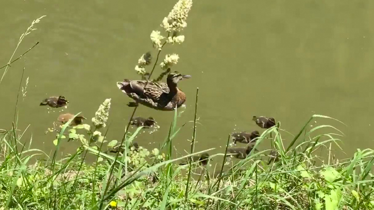 Η απρόβλεπτη πάπια Η απρόβλεπτη πάπια