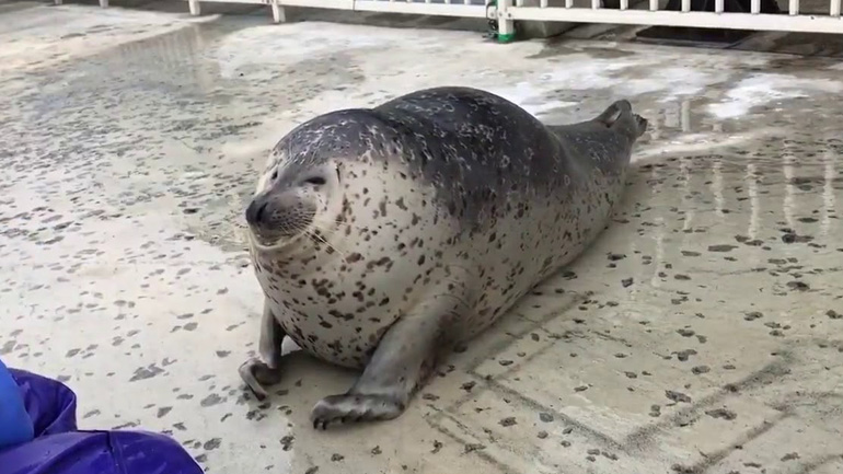 Μια μικρή φώκια κάνει κόλπα για λιχουδιές