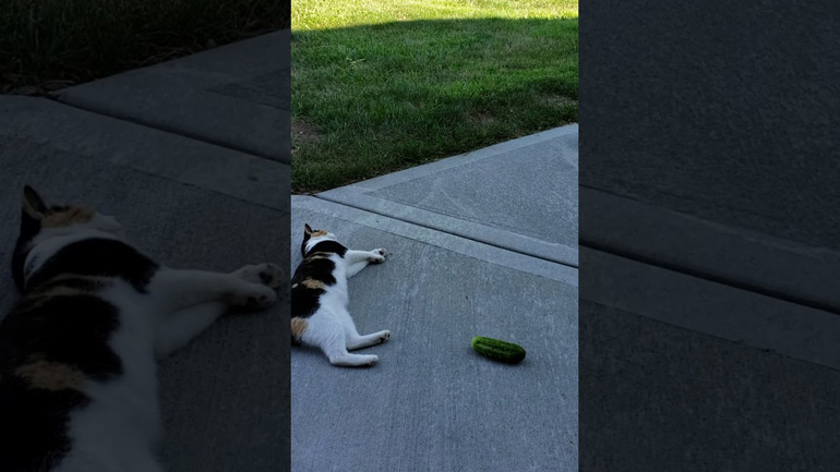 Γάτα βγαίνει νοκ άουτ από ένα αγγούρι