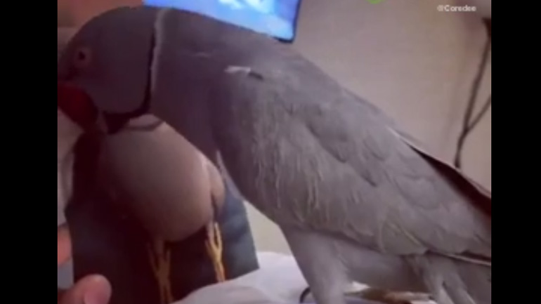 Παπαγάλος νάρκισσος δεν σταματά να φιλάει μια φωτογραφία του