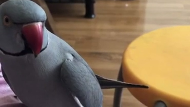 Διαφωνία μεταξύ παπαγάλου και ιδιοκτήτριας