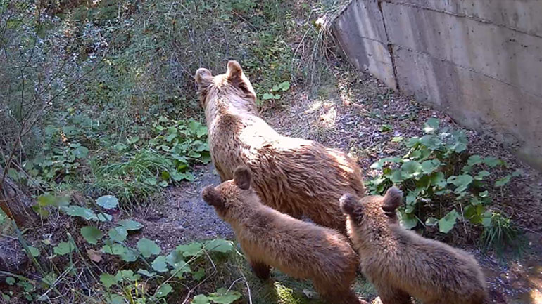 COSMOTE: Προστασία της άγριας πανίδας με τη βοήθεια της τεχνολογίας