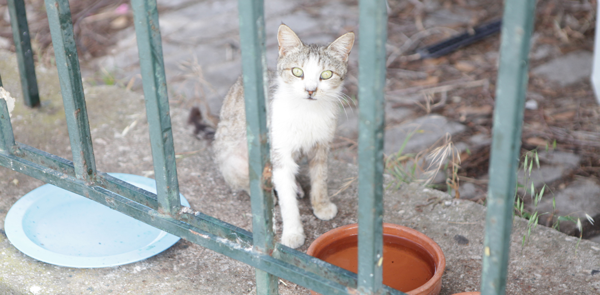 Τα αδέσποτα του πρώην αεροδρομίου