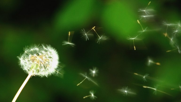 Σοκαριστική ποσότητα γύρης μένει στον αέρα μετά από μια εαρινή βροχή