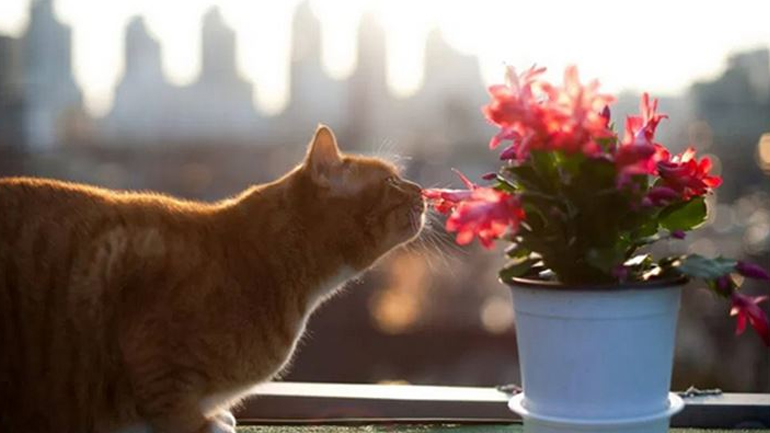 Αυτά είναι τα πιο cat-friendly φυτά για το σπίτι σας