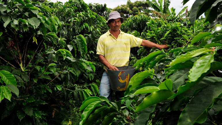 Κολομβία: Η πανδημία θέτει σε κίνδυνο τη συγκομιδή του καφέ