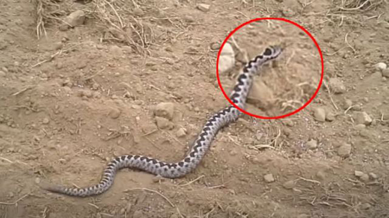 Λαμία: Οχιά δάγκωσε 47χρονο – Νοσηλεύτηκε στα επείγοντα