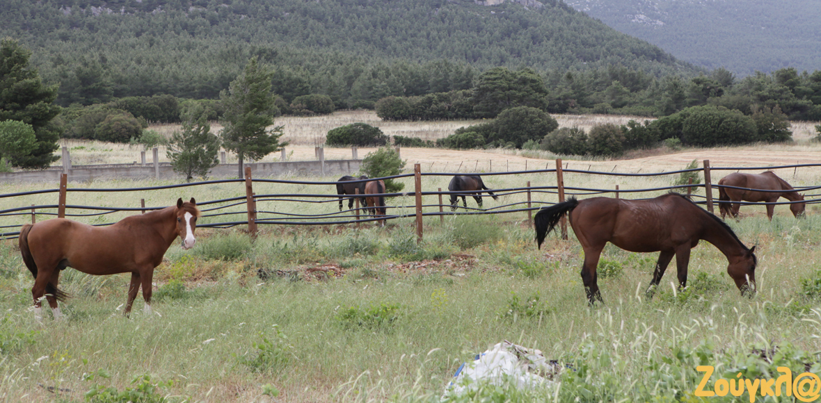 Όμορφα και ελεύθερα