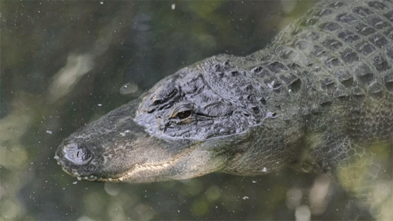 Πέθανε ο Σάτουρν, ο αλιγάτορας-θρύλος του ζωολογικού κήπου της Μόσχας