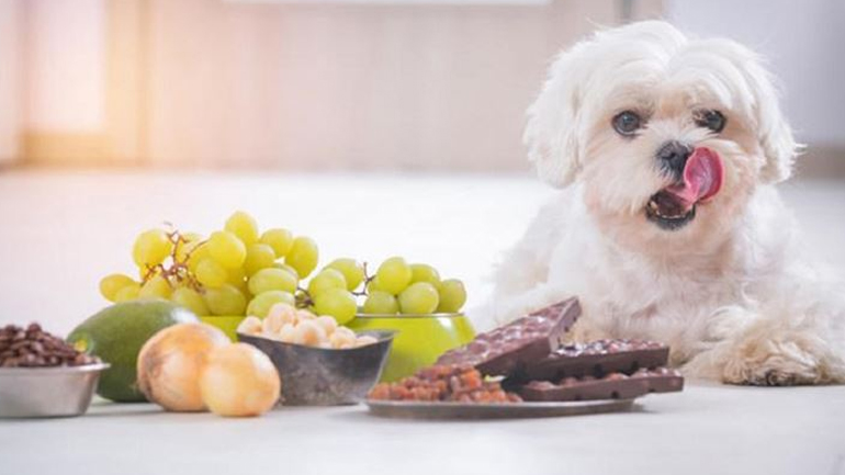 Βλαβερές τροφές για τους τετράποδους φίλους μας