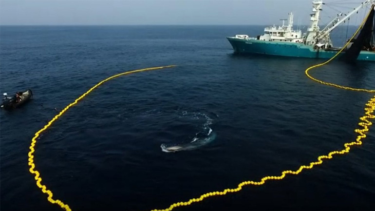 Φάλαινα μπλέχτηκε σε δίχτυ και σώθηκε από δύτη