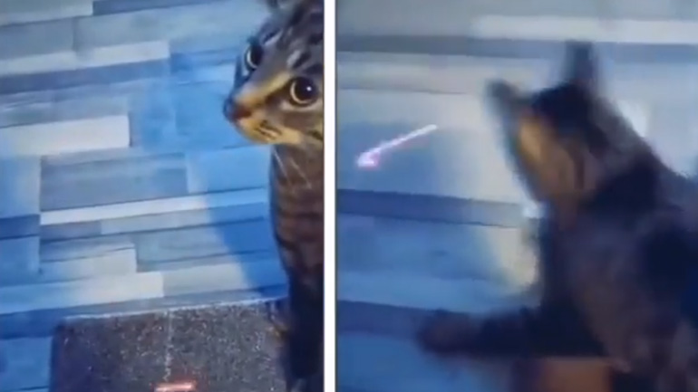 Η υπερηχητική γάτα