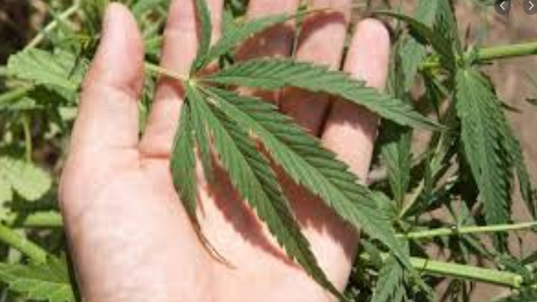 Κέρκυρα: Συνελήφθησαν δύο νεαροί για κατοχή ηρωίνης και καλλιέργεια κάνναβης