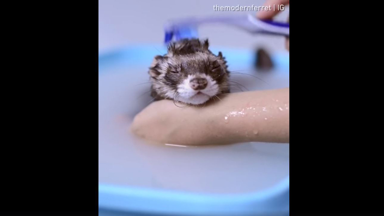 Μουτρωμένο φέρετ απολαμβάνει το μπάνιο του