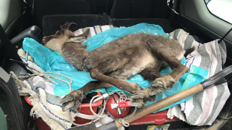 Θεσσαλονίκη: Αγριόγιδο σκοτώθηκε πέφτοντας από ύψωμα στην Εγνατία Οδό