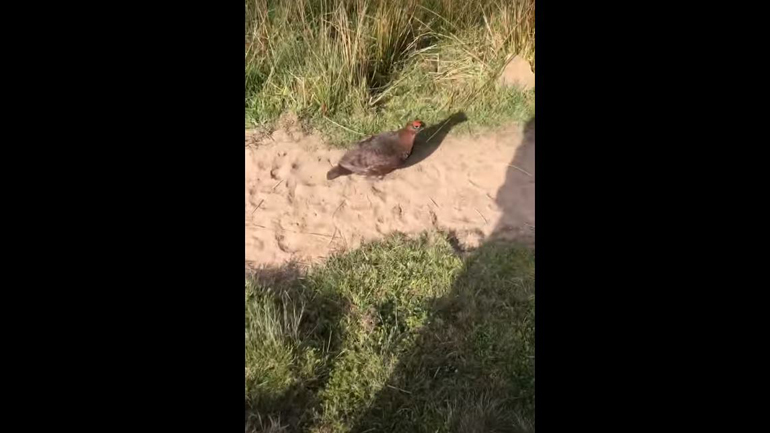 Αγριόγαλος δεν θέλει να ακούει τη λέξη «κορωνοϊός»