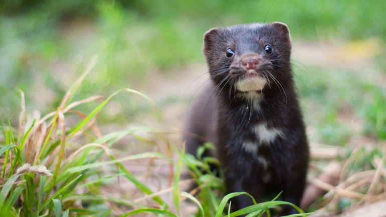 Η Ολλανδία ανακοίνωσε ένα δεύτερο κρούσμα μετάδοσης του κορωνοϊού από μινκ σε άνθρωπο