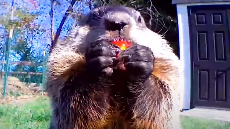 Ο πιο θρασύς κλέφτης λαχανικών