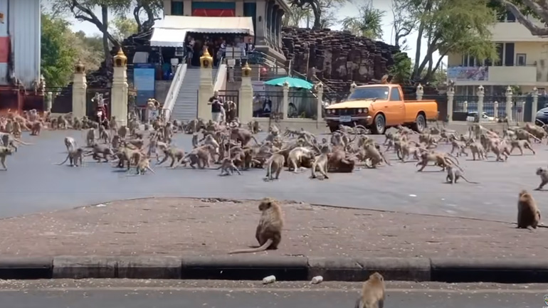 Εισβολή μαϊμούδων σε πόλη της Ταϊλάνδης