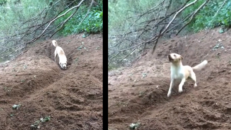 Σκύλος εφηύρε νέο παιχνίδι