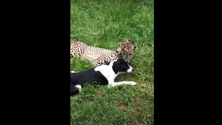 Σκύλος πιάνει φιλίες με τσιτάχ