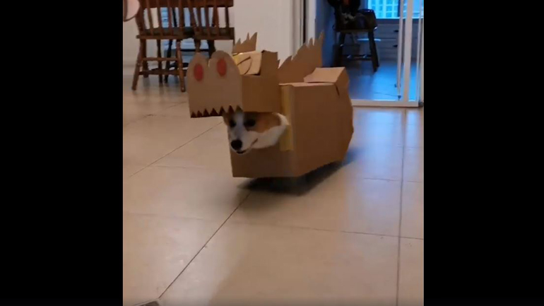 Ένας εξημερωμένος «δεινόσαυρος»