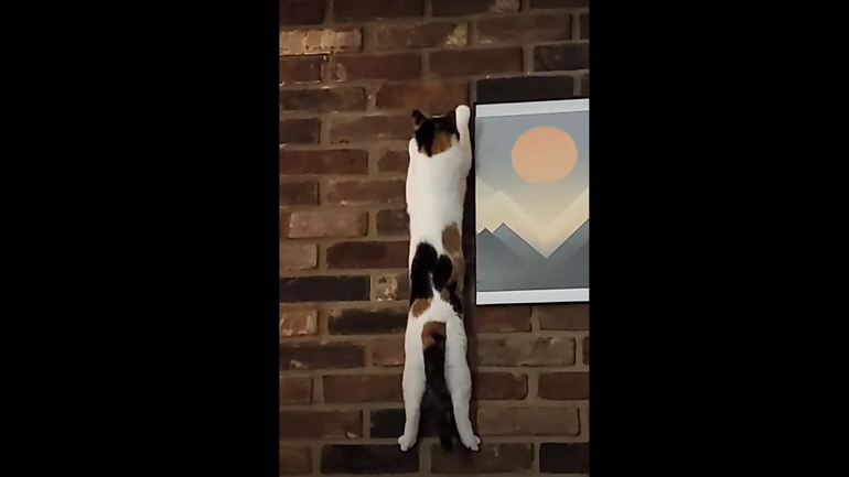 Ο Ιντιάνα Τζόουνς των γάτων