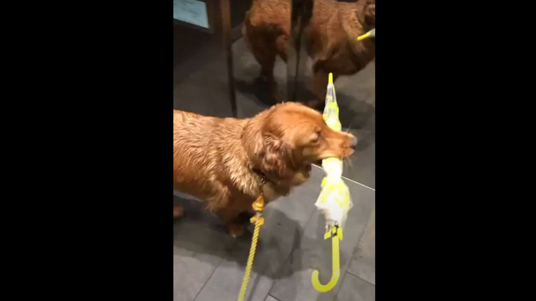 Ένας συνοδός με τρόπους