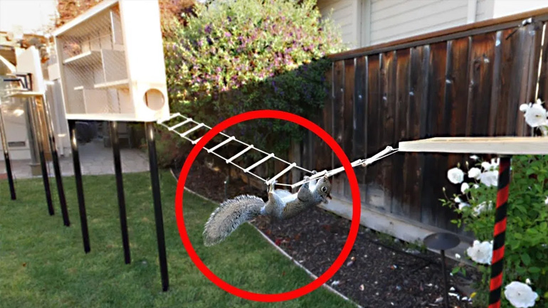 Ninja Warrior για σκίουρους