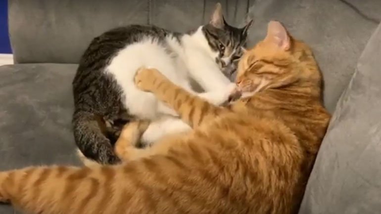 Μια γάτα που δεν έχει όρεξη για χάδια