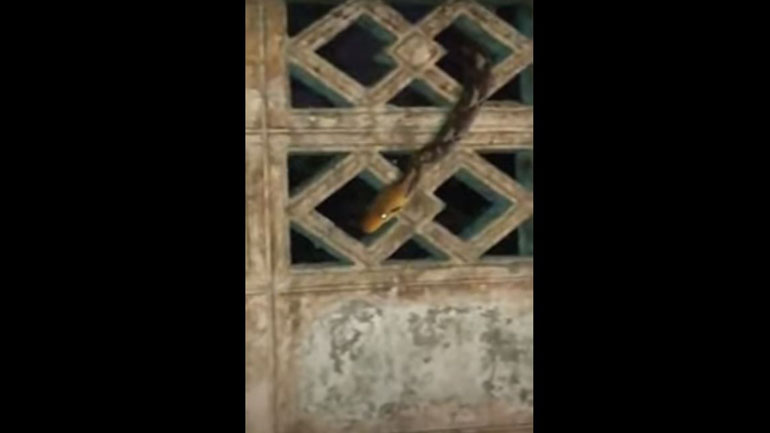 Ένας μεγάλος και απροσδόκητος επισκέπτης