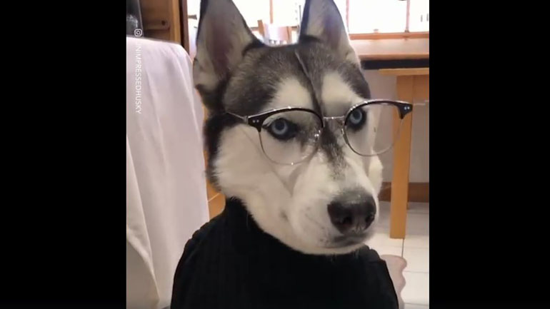 Ο πιο σοφιστικέ σκύλος