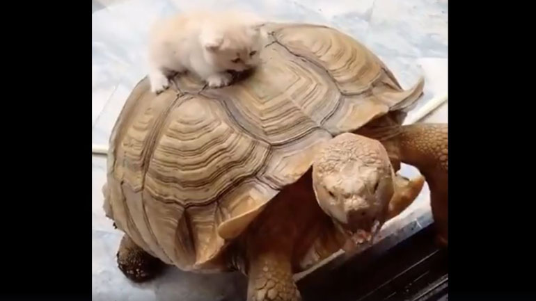 Ασυνήθιστες φιλίες