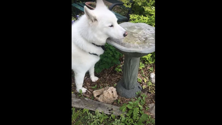 Σκύλος περνάει το λουτρό πουλιών για μπολ με νερό
