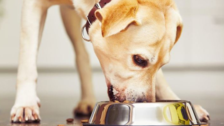 Πώς θα διαλέξετε τη σωστή τροφή για τον σκύλο σας;