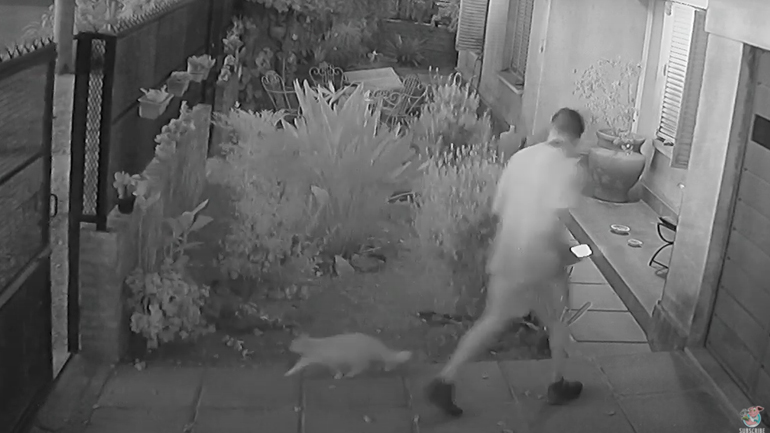 Γάτα παγιδεύεται σε αυτόματη πόρτα Γάτα παγιδεύεται σε αυτόματη πόρτα