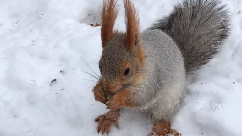 Σκίουρος πλησιάζει για μια λιχουδιά 