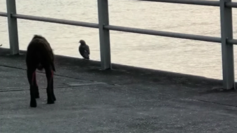 Σκύλος καταδιώκει ένα περιστέρι