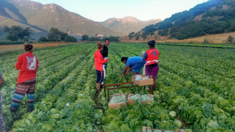 Τροπολογία: Επίδομα ανεργίας σε εργάτες γης