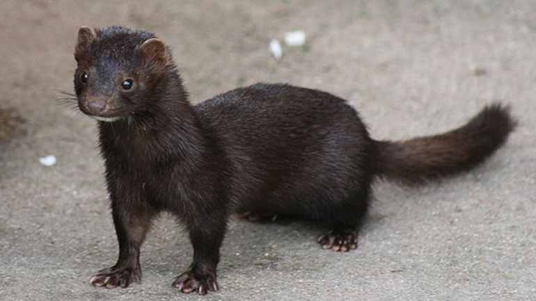 Ολλανδία: Οι Αρχές απαγορεύουν τη μεταφορά μικρών θηλαστικών μινκ