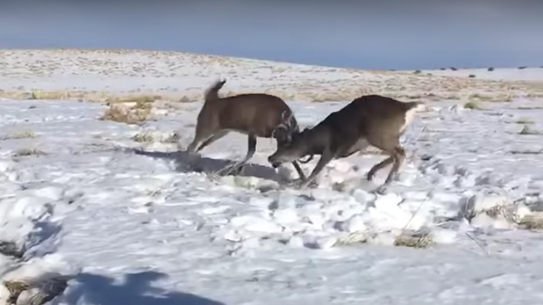 Βολή ακριβείας σε μπερδεμένα ελάφια