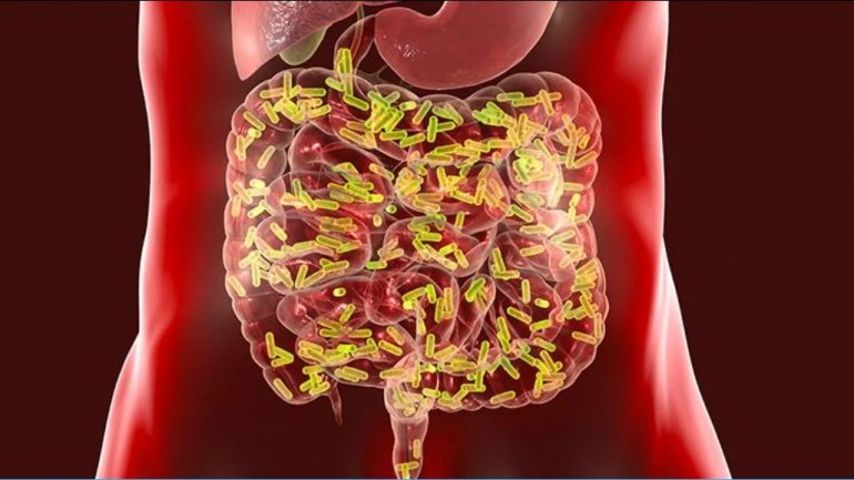 Πρωτοποριακή μελέτη συνδέει τα βακτήρια του εντέρου με νευροαγγειακή νόσο