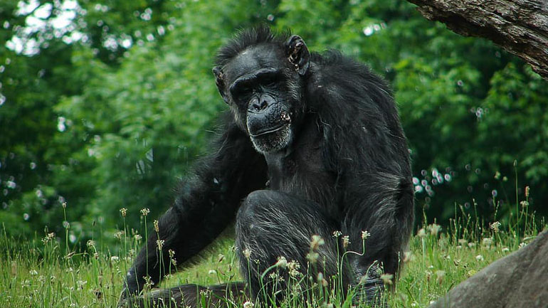 Ινδία: Αγέλη πιθήκων έκλεψε δείγματα αίματος ασθενών με κορωνοϊό