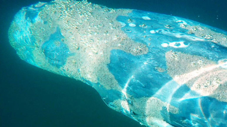 H απίστευτη συνάντηση ενός surfer με γκρίζα φάλαινα