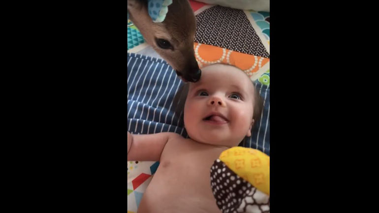 Ελαφάκι πιάνει φιλίες με μωρό